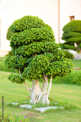 Beautiful tree in park