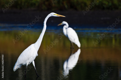 Great Egrets Hunting for Fish in Autumn © rck