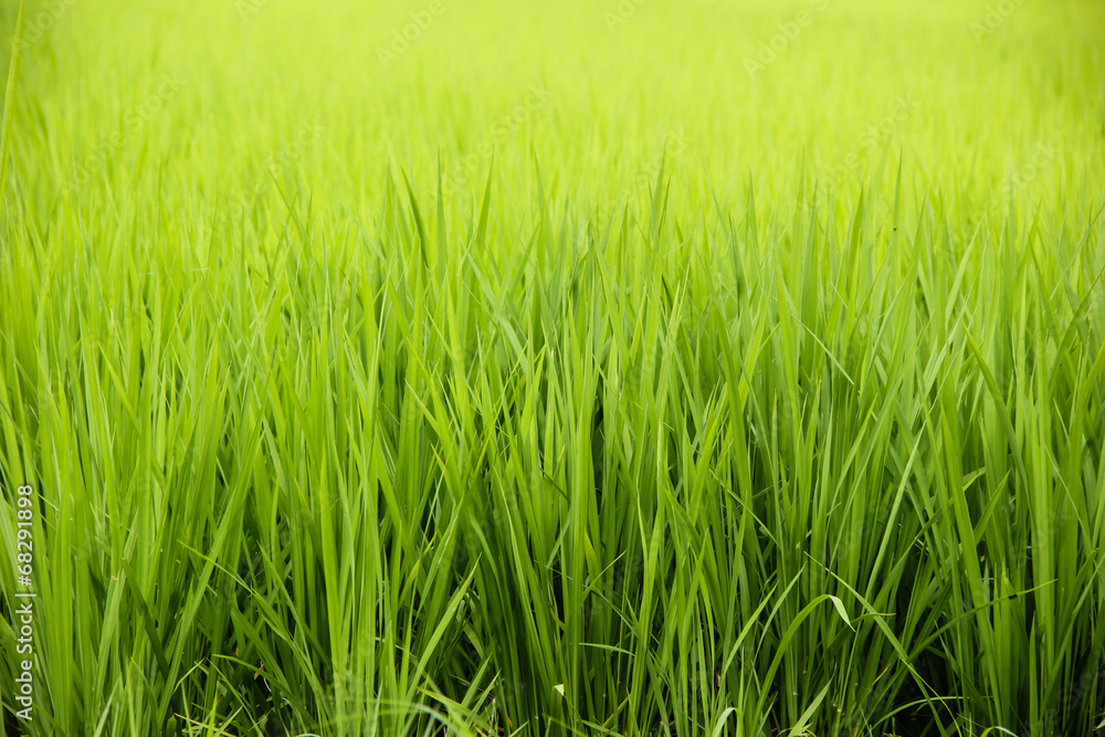 rice fields