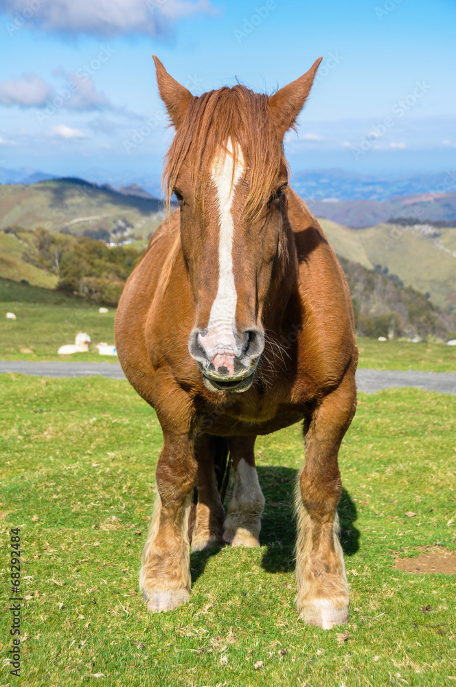 Obraz premium Wild horse in Pyrenees