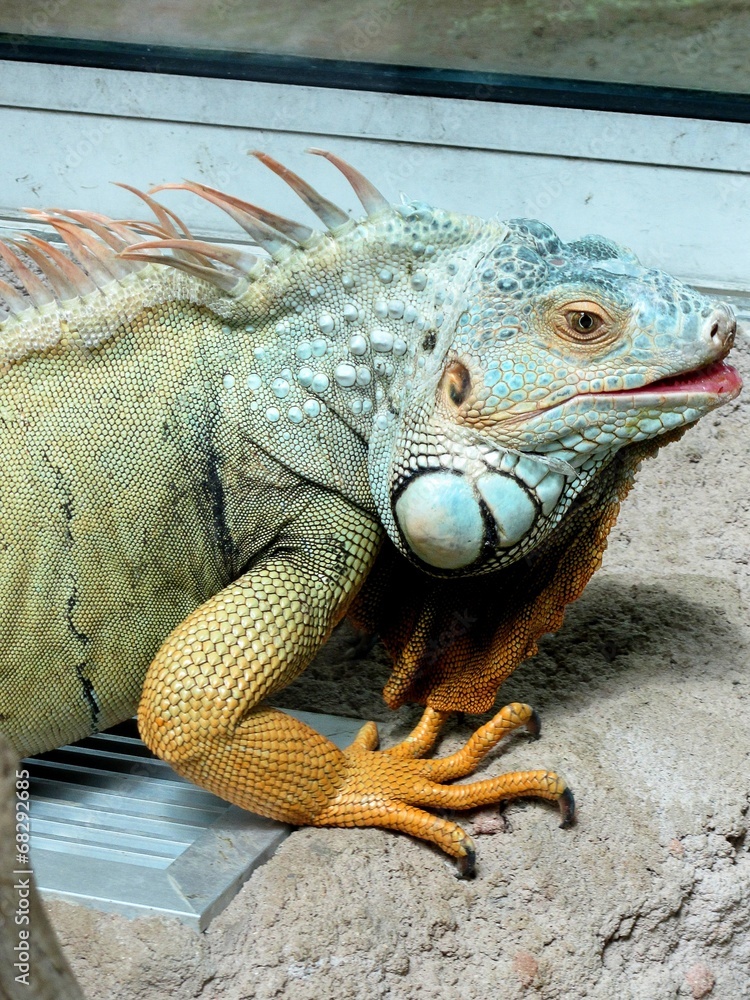 Fototapeta premium lézard