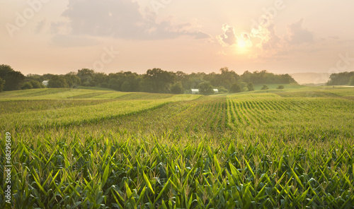 Tableau sur toile Midwestern cornfield below setting sun