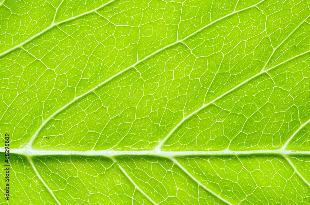 leaf background leaf background