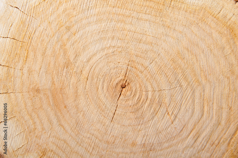 Naklejka premium close-up wooden cut texture