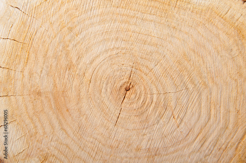 close-up wooden cut texture