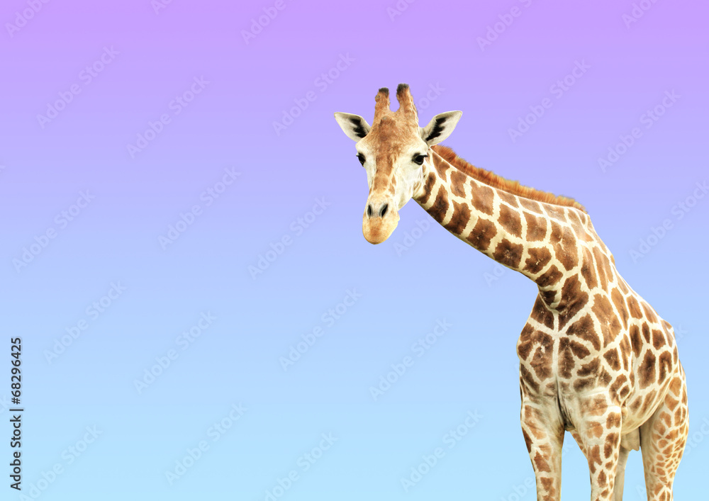 Giraffe Giraffe