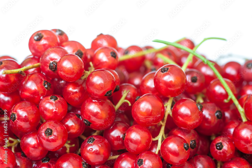 red currant red currant