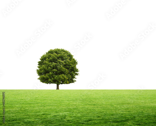 Baum auf dem Feld freigestellt