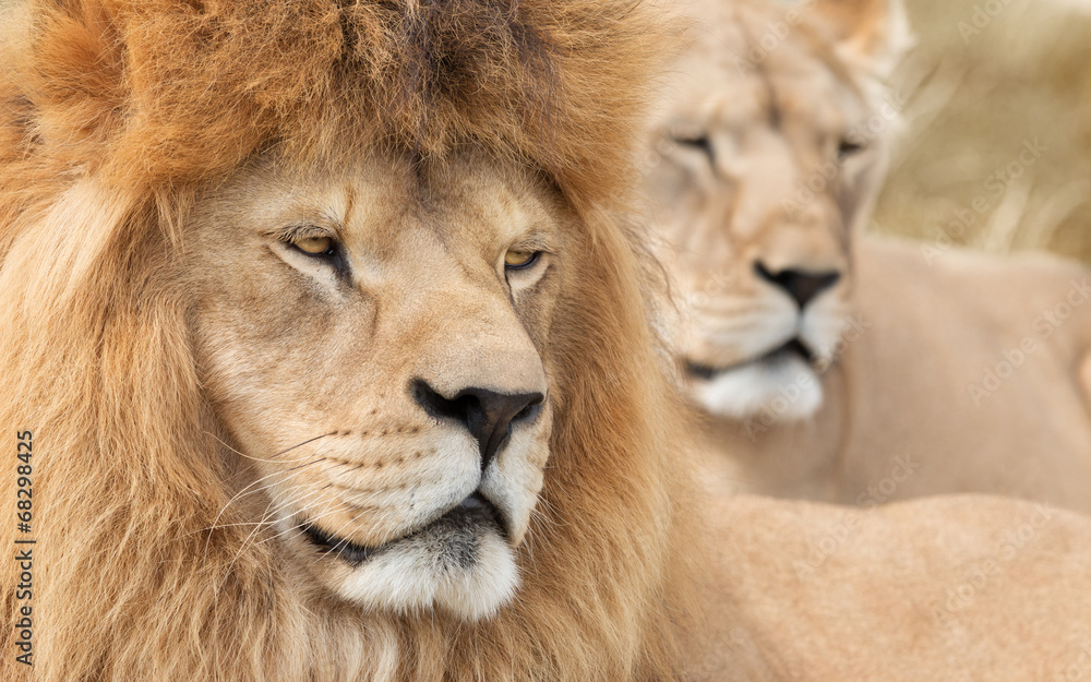 Vigilant lion and lioness