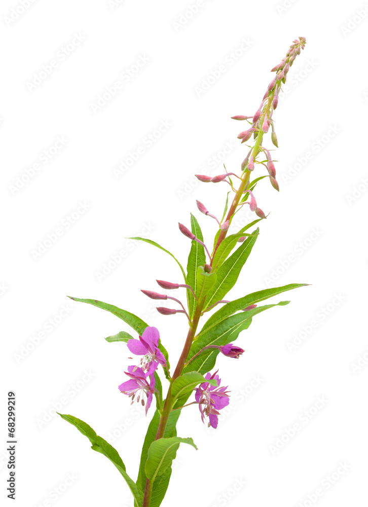 Obraz premium fireweed