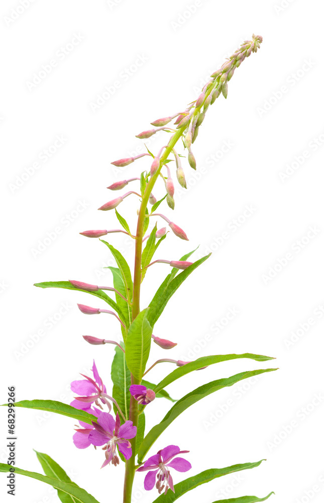 Fototapeta premium fireweed
