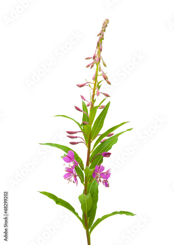 Fototapeta Naklejka Na Ścianę i Meble -  fireweed