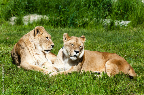 Pair of Female Lions (Panthera Leo)