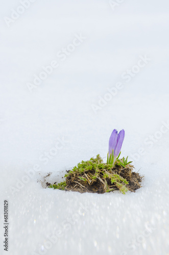 saffron crocus first spring flower closeup between melting snow photo