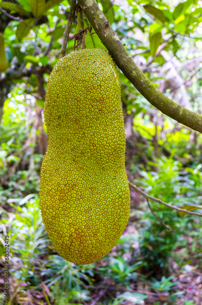 raw jackfruit raw jackfruit
