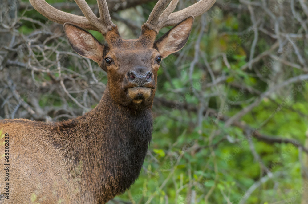 Elk looking toward the camera close up