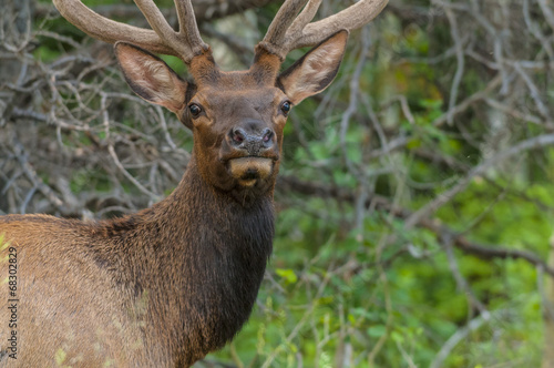 Elk looking toward the camera close up