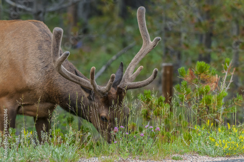 Elk near the road