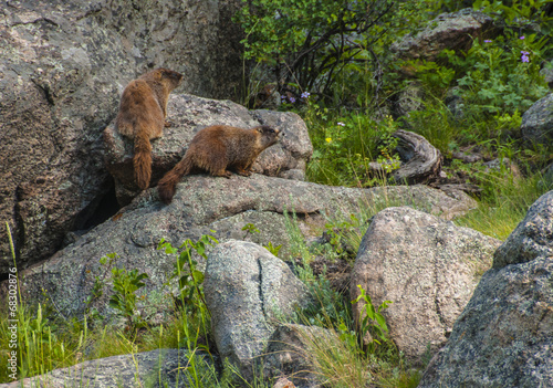 lovely marmots