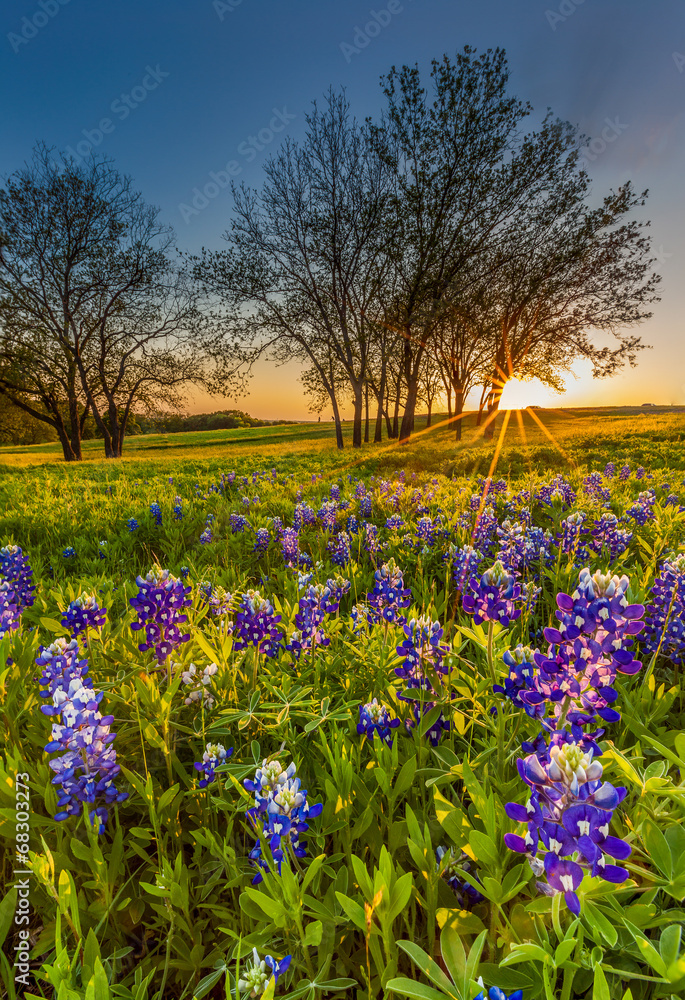 Bluebonnet or Lupine wildflowers filed at sunset