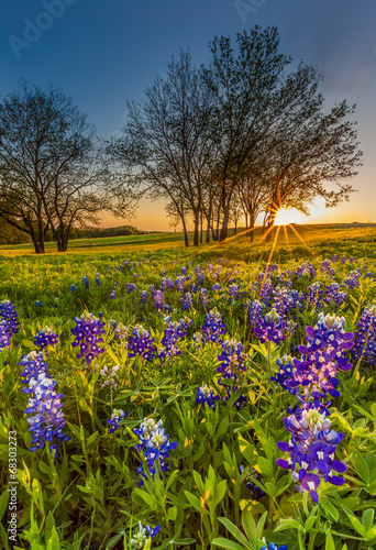 Obraz na płótnie Bluebonnet or Lupine wildflowers filed at sunset w salonie