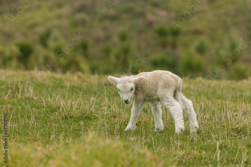 curious newborn lamb