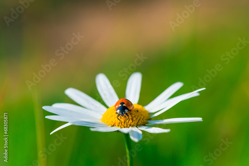 ladybug sits on a beautiful daisy in a field © kosmos111