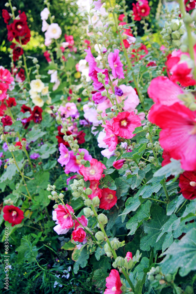 Flower garden - paradise Flower garden - paradise