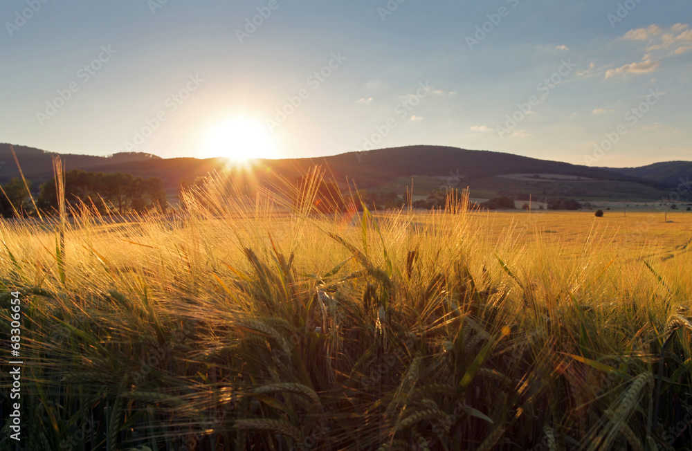 Wheat field with sun