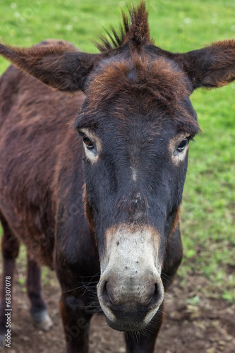 Domestic donkey portrait at the farm © kalpis