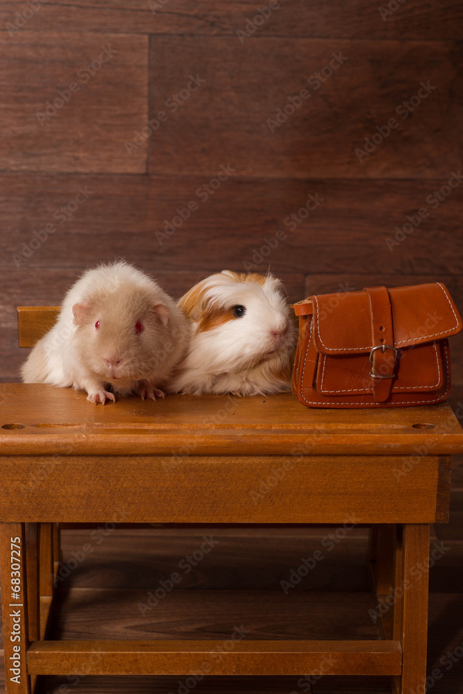 Obraz premium deux cobayes sur un bureau d'écolier