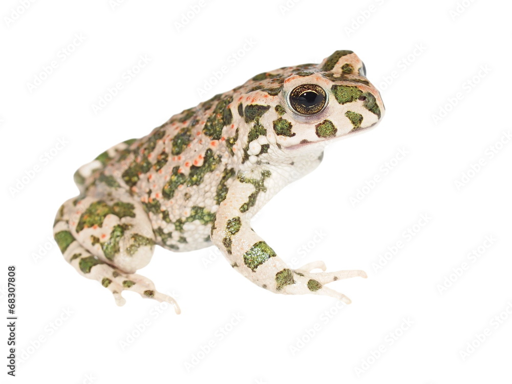 Naklejka premium Young european green toad isolated on white, (Bufo viridis)