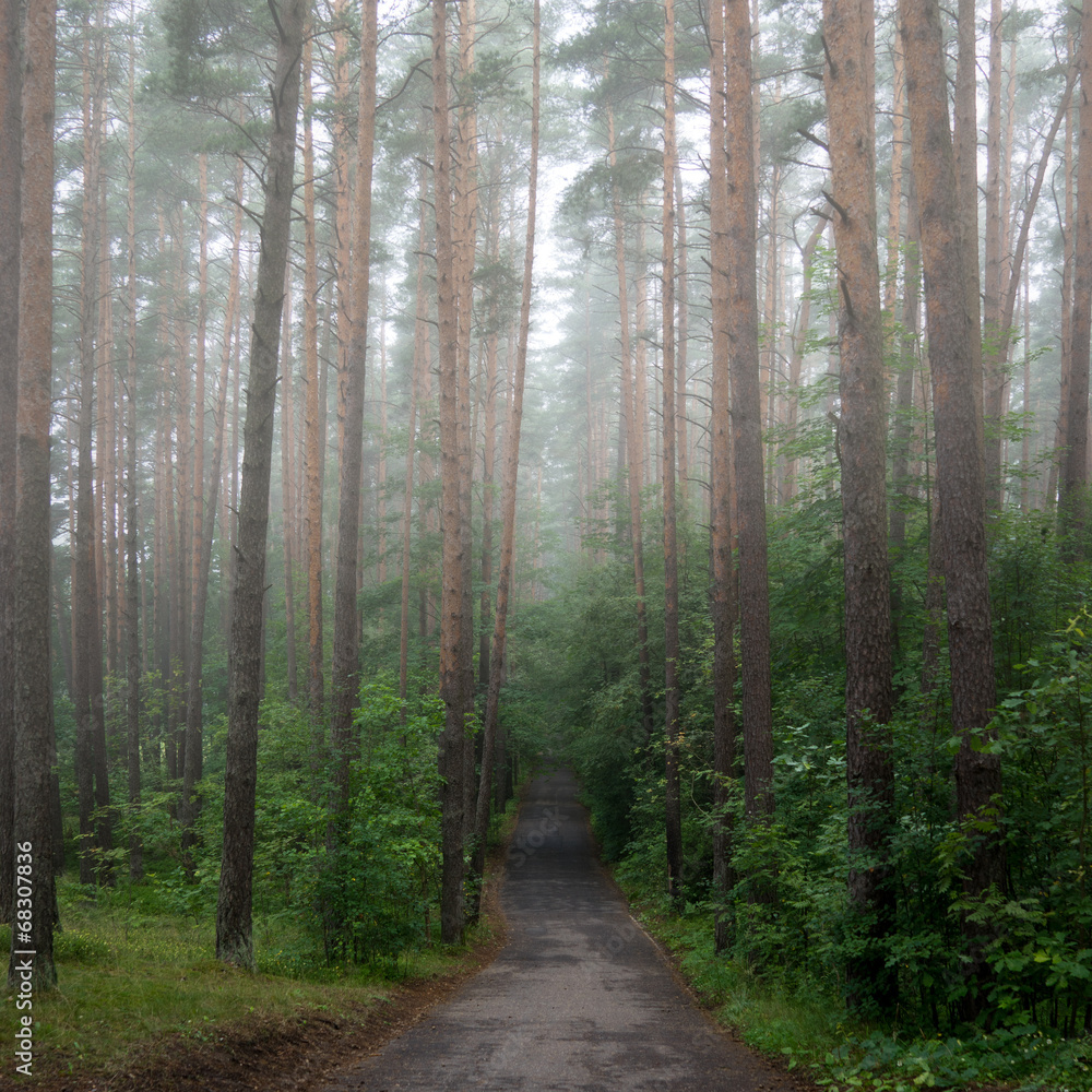 Fototapeta premium trees in the forest in misty day