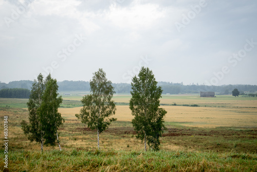 trees in the field in misty day photo