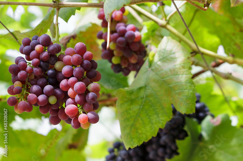 Grapes