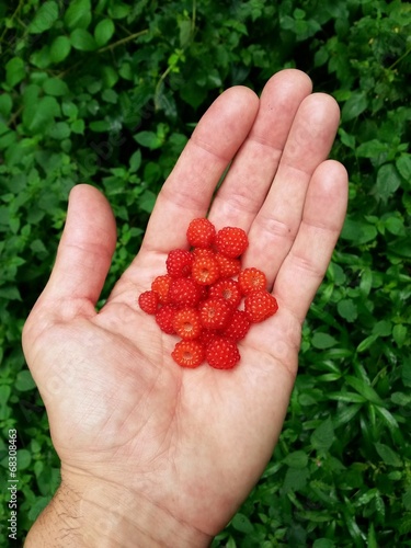hand full of fresh raspberries