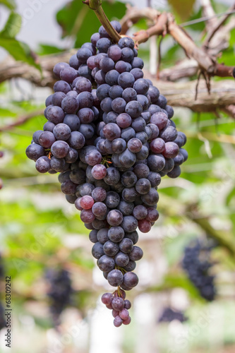 Grapes