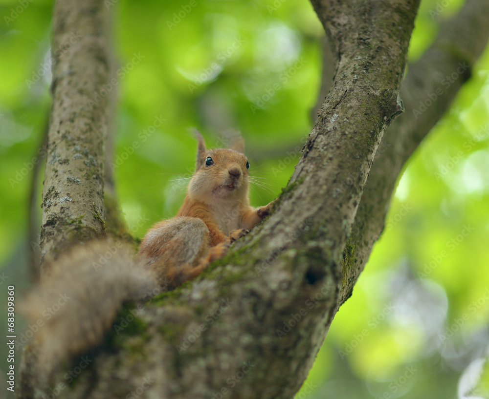 Squirrel on tree Squirrel on tree