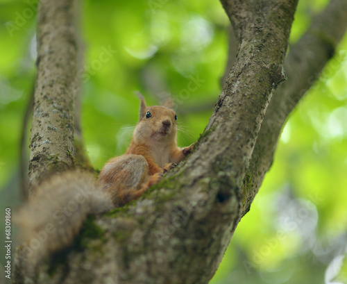 Squirrel on tree © aletia2011