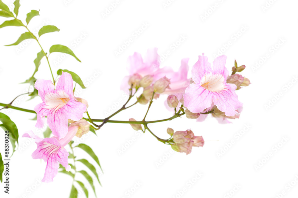 pink tekoma flowers pink tekoma flowers