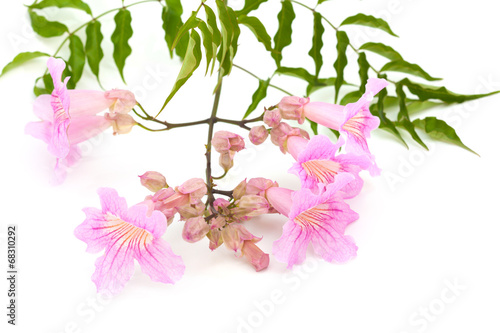 pink tekoma flowers photo