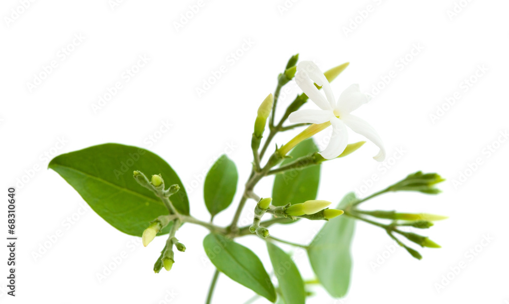 Fototapeta premium jasmine