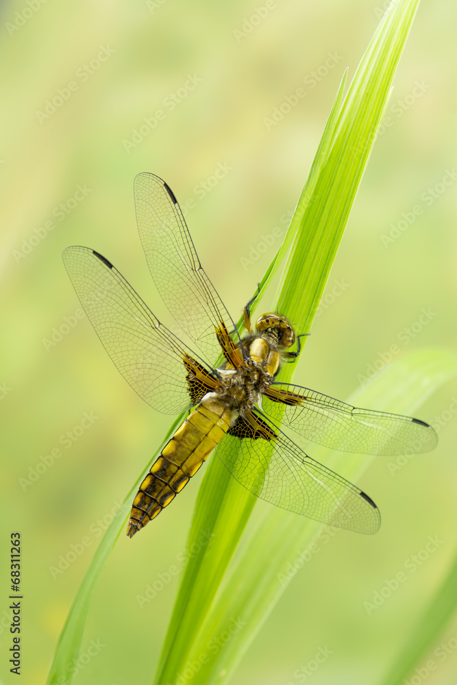 Plattbauchlibelle Plattbauchlibelle