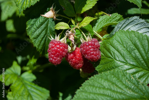 Himbeeren   raspberries