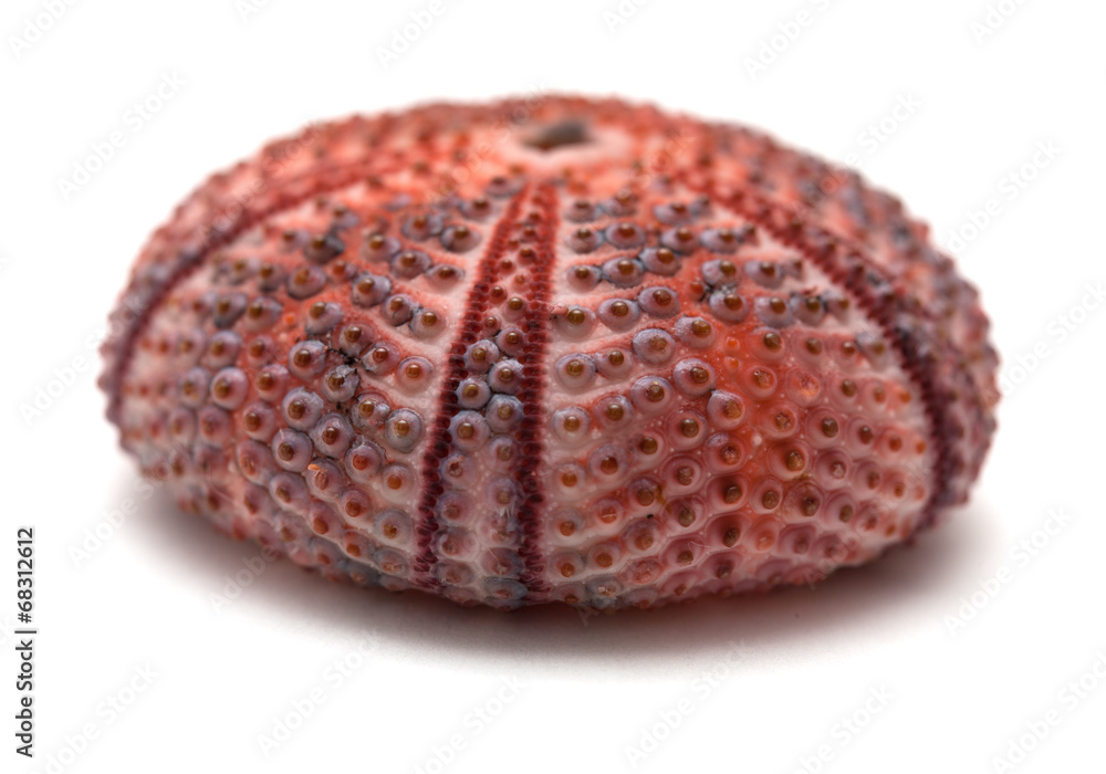 sea urchin skeleton sea urchin skeleton