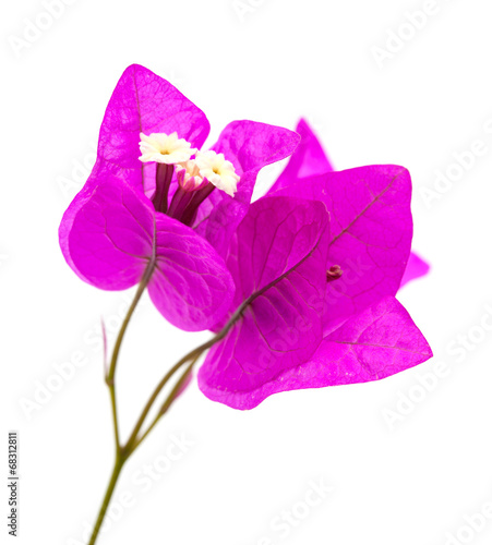 Fototapeta Naklejka Na Ścianę i Meble -  Bougainvillea