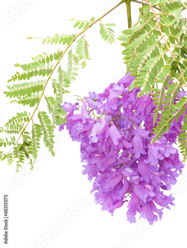 Jacaranda flowers isolated