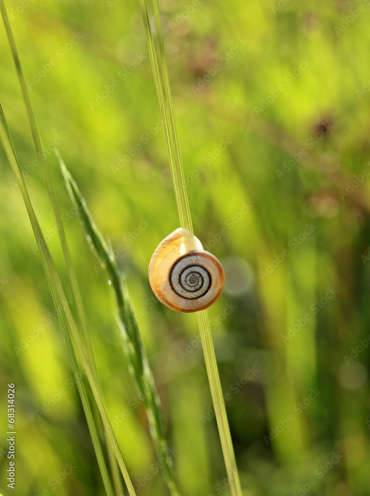 Westliche Heideschnecke im Gegenlicht Westliche Heideschnecke im Gegenlicht