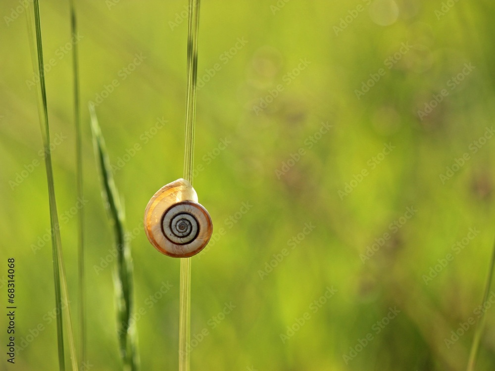 Westliche Heideschnecke im Gegenlicht Westliche Heideschnecke im Gegenlicht