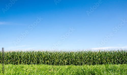 Maisfeld und blauer Himmel